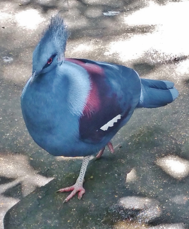 blue-bellied roller (bird)